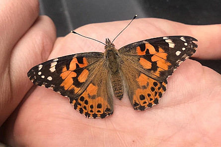 Releasing butterflies